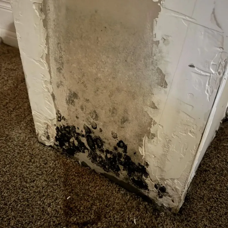 Professional Mold Removal in Wellington, KS